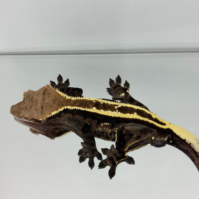 카푸치노 풀핀 핀스트라이프 다크