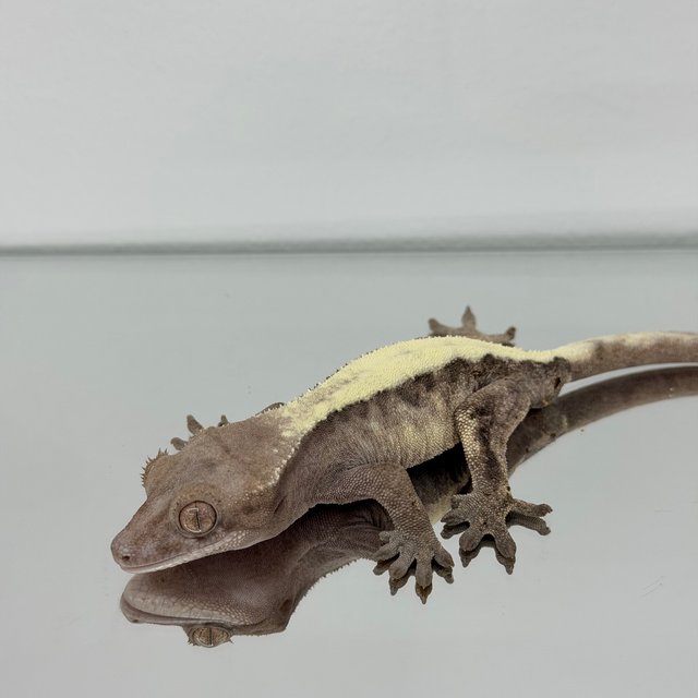 슈퍼세이블 릴리