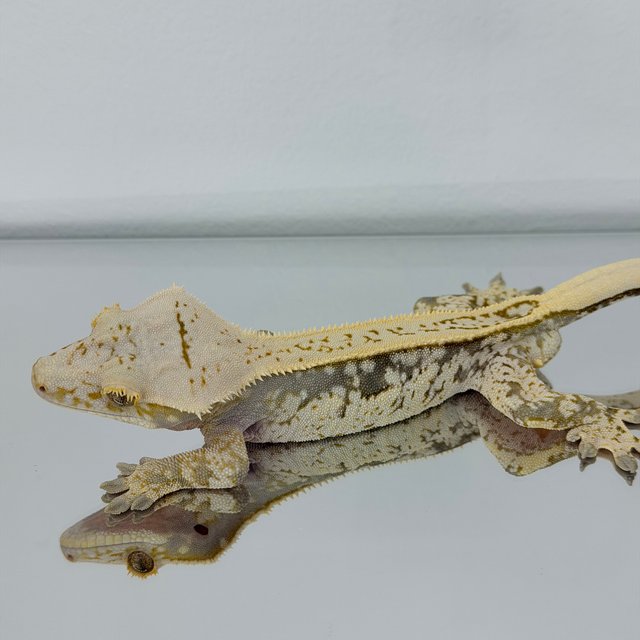 핀스트라이프 노멀