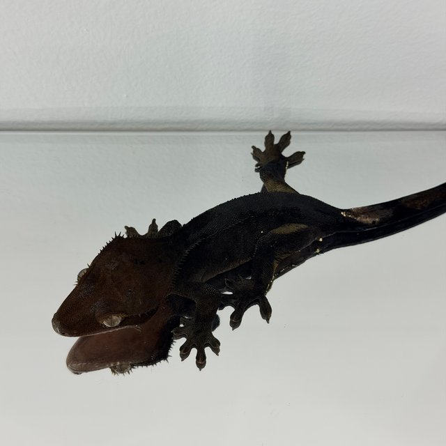 챠콜 다크 블랙