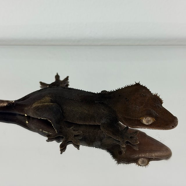 챠콜 다크 블랙