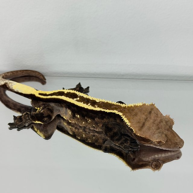 카푸치노 풀핀 핀스트라이프 다크