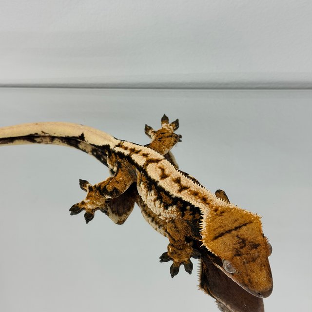 노멀 바이 트라이 타이거