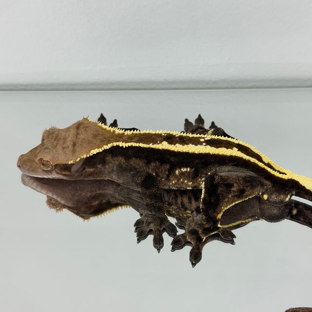 카푸치노 풀핀 핀스트라이프 다크