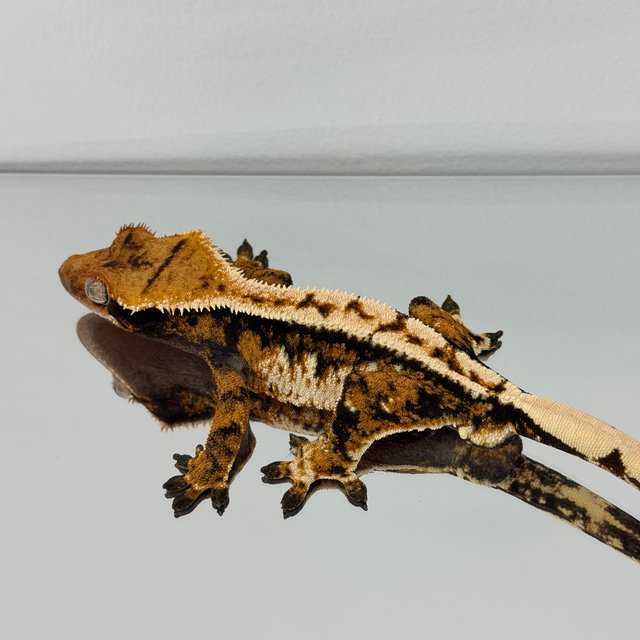 노멀 바이 트라이 타이거