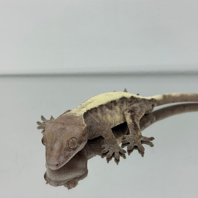 슈퍼세이블 릴리