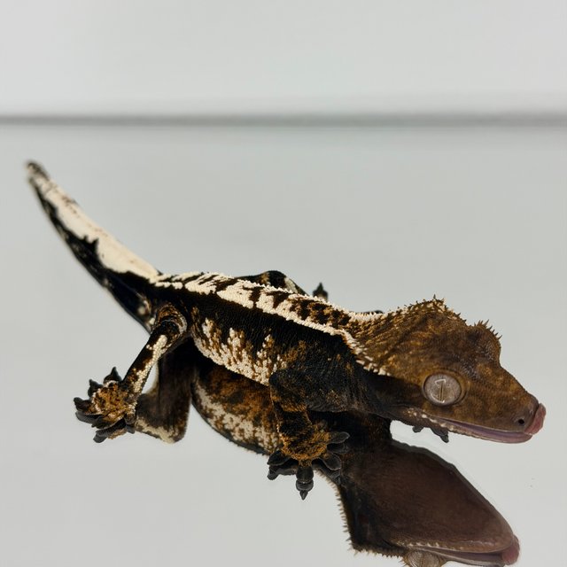 노멀 트라이 다크