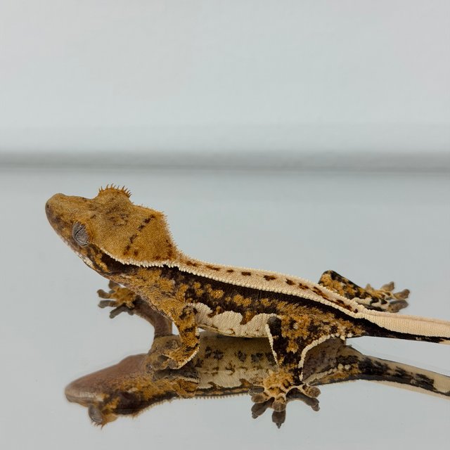 노멀 트라이 핀스트라이프