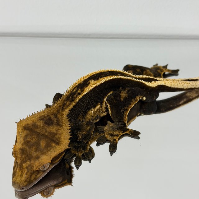 엠티백 풀핀 핀스트라이프 다크