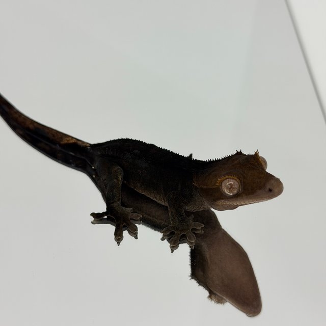 챠콜 다크 블랙