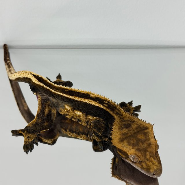 엠티백 풀핀 핀스트라이프 다크