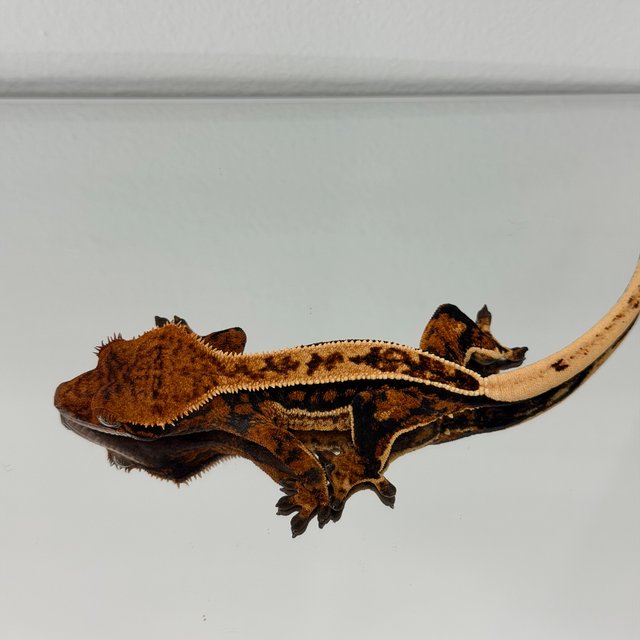 노멀 트라이 쿼드 핀스트라이프 풀핀 텐저린