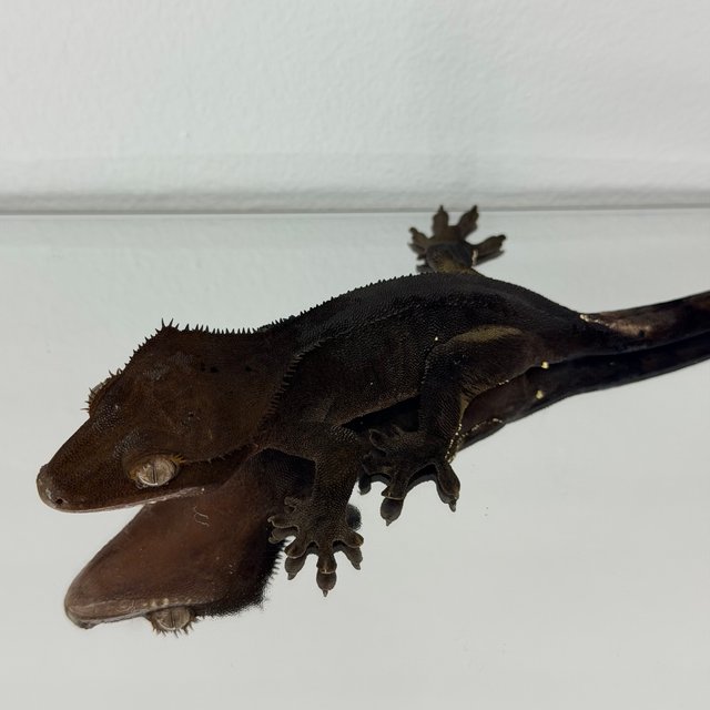 챠콜 다크 블랙