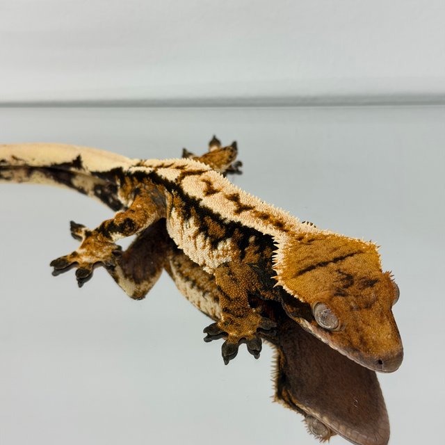 노멀 바이 트라이 타이거