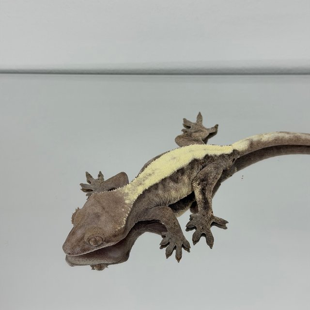 슈퍼세이블 릴리