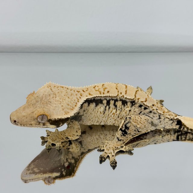 노멀 트라이 드리피 화이트스팟