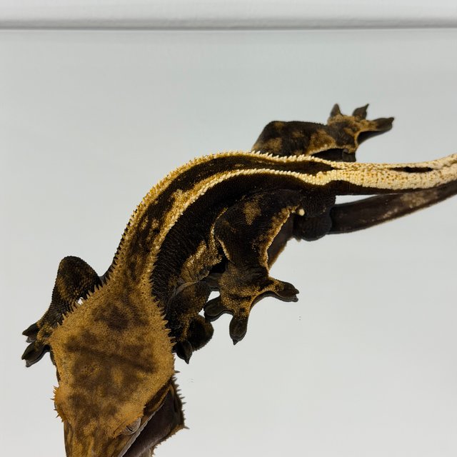 엠티백 풀핀 핀스트라이프 다크