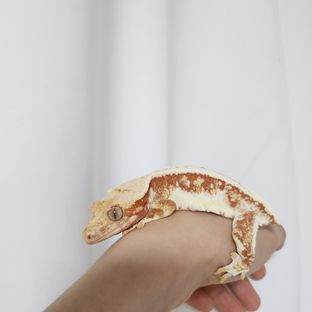미미