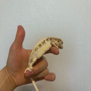 트라이 릴리화이트 솔리드백