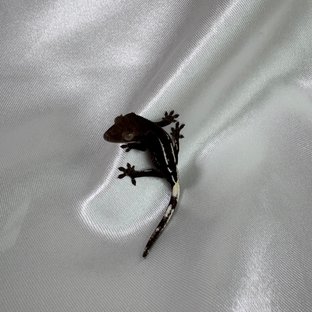 아잔틱