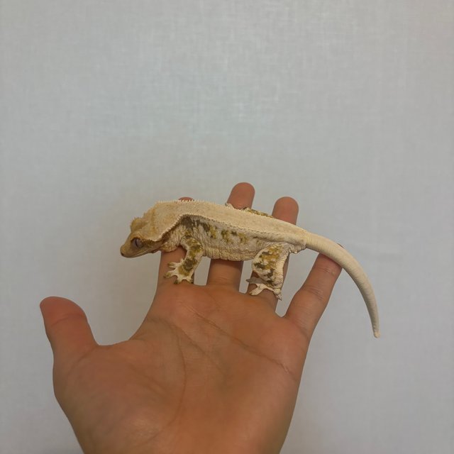 트라이 릴리화이트 솔리드백