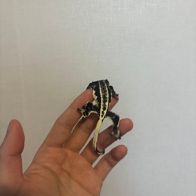 프라푸치노 아잔틱