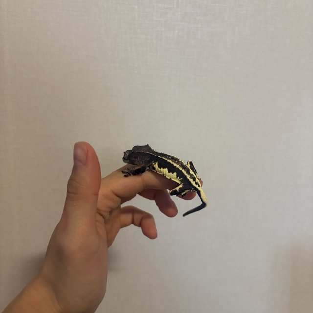 프라푸치노 아잔틱