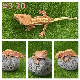 엠티백 쿼드 핀스트라이프 레드