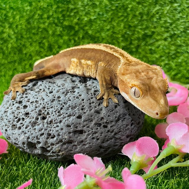 쿼드 핀스트라이프 엠티백