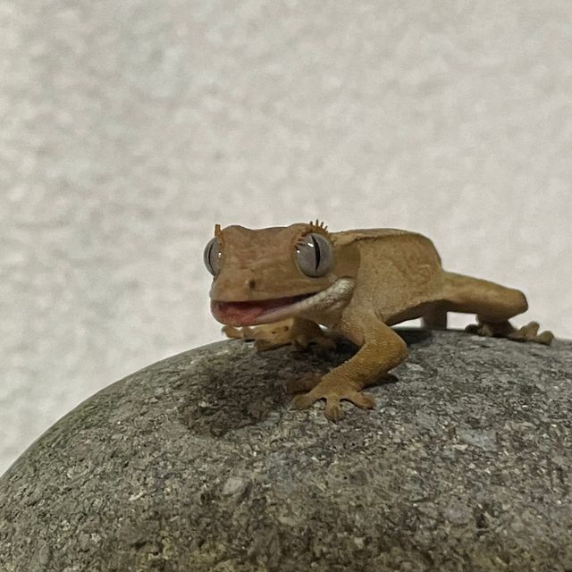 벅스킨