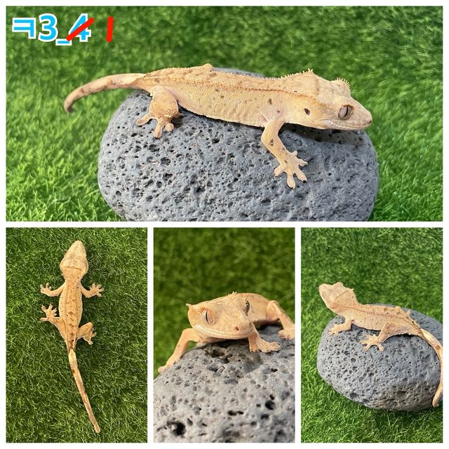 노멀 패턴리스 옐로우 크림