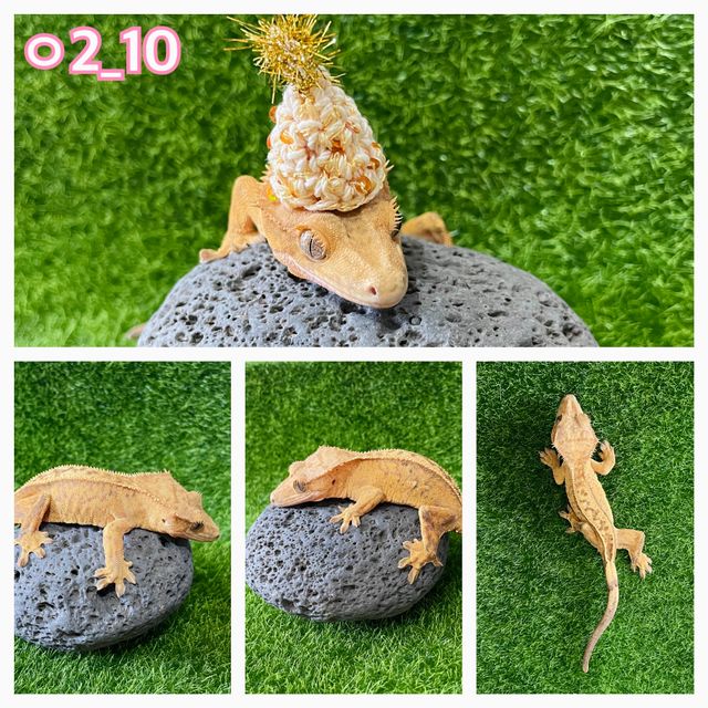 크림 옐로우 크림시클 풀핀