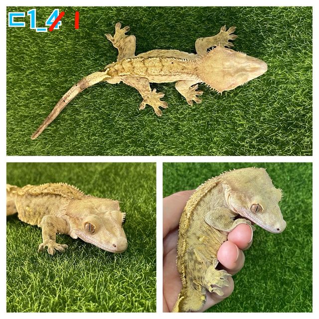 크림시클 옐로우