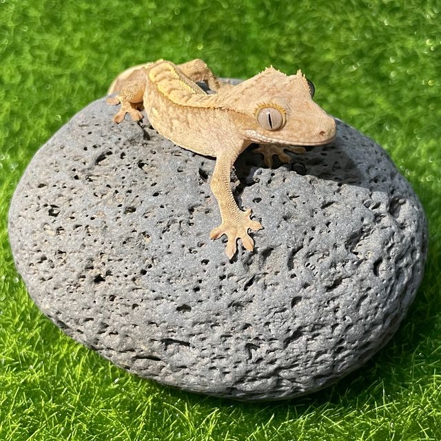 크림 크림시클