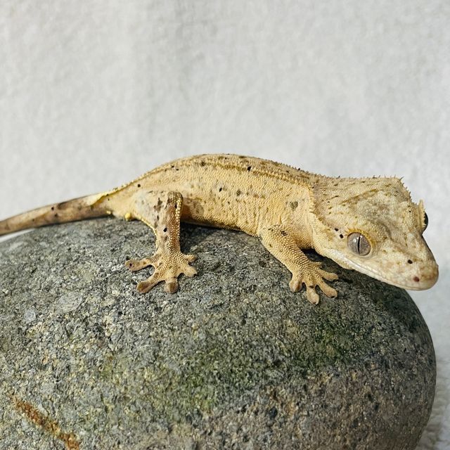 달마시안 슈퍼달마시안 풀핀 옐로우