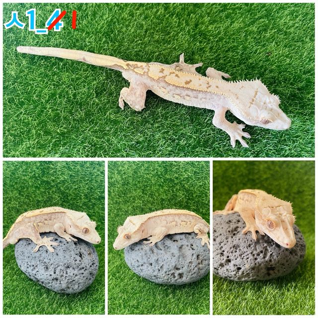 크림 크림시클
