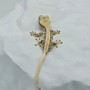 릴리화이트