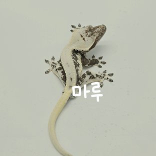마루