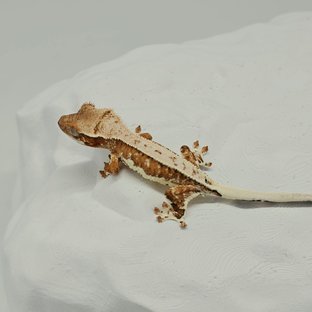릴리100%헷아잔틱