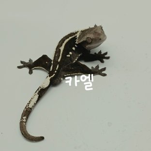 카엘