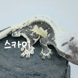 스카이
