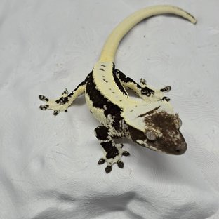 아잔틱 릴잔틱