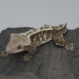 아잔틱