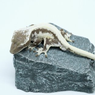 릴잔틱
