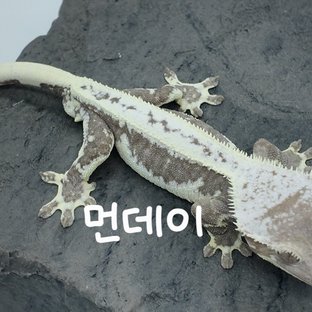 먼데이