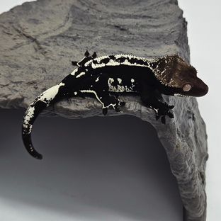 토르