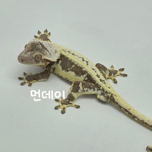 먼데이