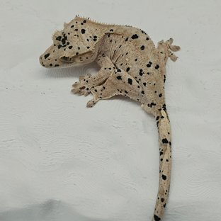 슈퍼달마시안