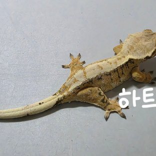 하트