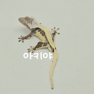 아키야